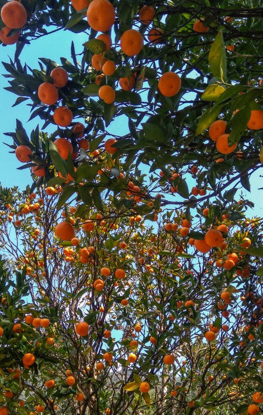Rimbi Orange Garden, West Sikkim, Sikkim - Vushii.com